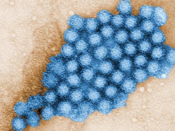 Photo rendering of norovirus