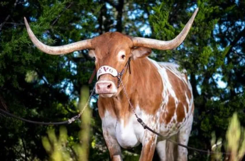 Bevo the longhorn stares into the camera. His horns are large and his color orange-brown and white. 