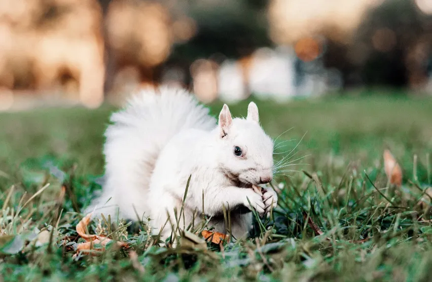 "Good Luck" albino squirrel