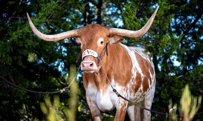 Bevo standing majestically in front of trees