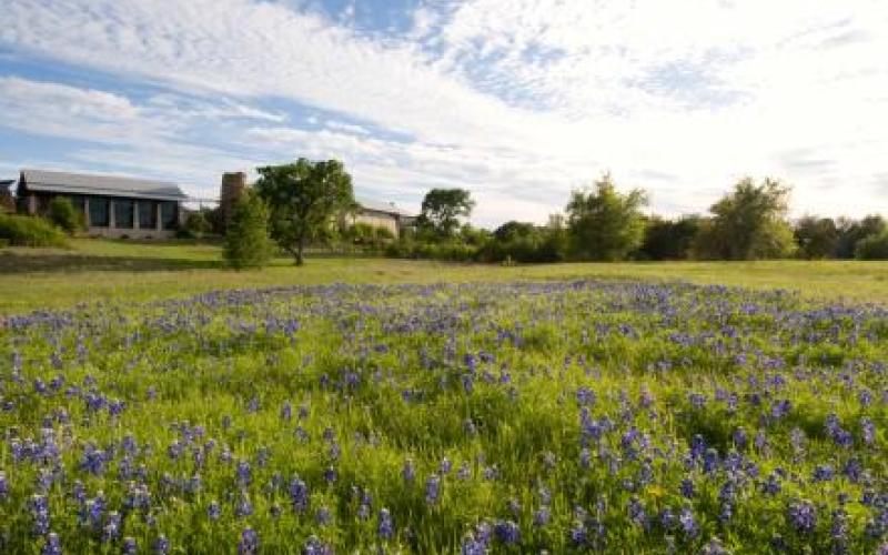 Lady Bird Johnson Wildflower Center fields